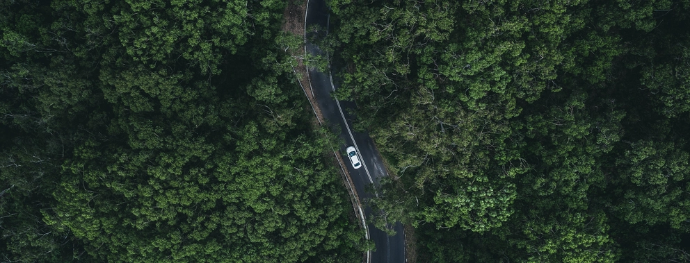 Eine Straße umzingelt von Bäumen auf der ein weißes Auto fährt